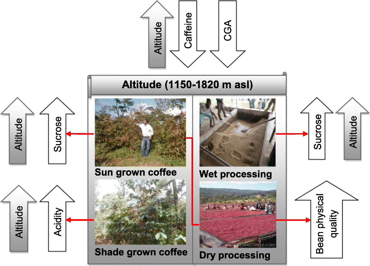 The Impact of Altitude on the Biochemical Composition and Quality of Green Arabica Coffee Beans / sciencedirect.com
